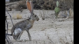 Falconry Hunting Jackrabbits [upl. by Adnyl]