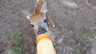 Rescued Little BABY Deer on our property [upl. by Ettenad]