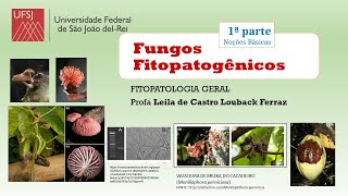 FUNGOS Noções básicas 1a parte FITOPATOLOGIA UFSJ [upl. by Rustin]