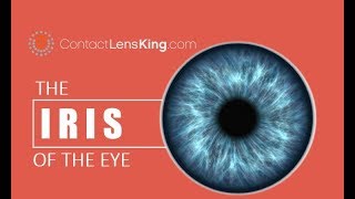 The Iris of the Eye  How the Eyes Iris Works  The Purpose of the Iris  What is the Iris [upl. by Francoise344]