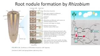 Root nodule formation by Rhizobium [upl. by Gytle]