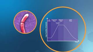 Bacterial Growth in the Lab [upl. by Merat]