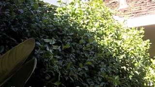 How To Prune Star Jasmine  Trachelospermum jasminoides [upl. by Melosa447]