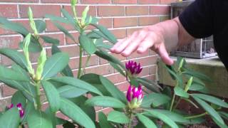 Rhododendron Care amp Pruning [upl. by Curhan693]