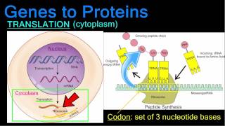 Genes to Proteins [upl. by Ylen]