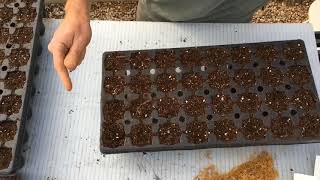 American Sycamore Seeding [upl. by Hambley637]