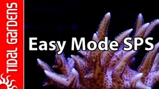 The quotEasy Modequot SPS Aquarium [upl. by Jamieson]