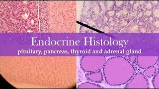 Endocrine histology [upl. by Schwarz]