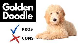 Goldendoodle Pros And Cons  The Good AND The Bad [upl. by Ynnaffit]