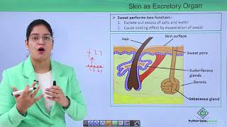 Class10th – Accessory Excretory Organs  Excretory System  Tutorials Point [upl. by Barnebas999]