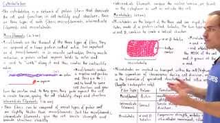Microfilaments Intermediate Filaments and Microtubules [upl. by Arihppas]