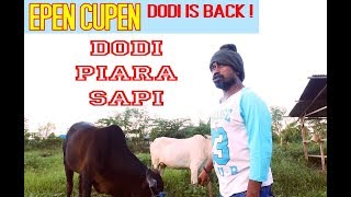 Epen Cupen DODI IS BACK   DODI PIARA SAPI [upl. by Massie]