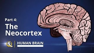 Neocortex  Human Brain Series  Part 4 [upl. by Cibis]