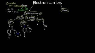 Electron Transporters NADH and FADH2 [upl. by Bald]