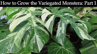 How to Grow the Variegated Monstera Part 1 [upl. by Sibylla]