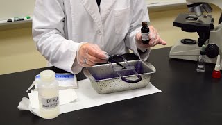 How to Perform a Simple Stain  MCCC Microbiology [upl. by Asilanom]