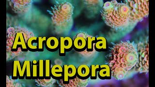 Acropora Millepora [upl. by Weidman]