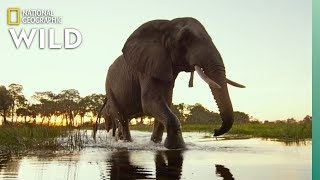 Okavango Delta Wildlife  Into the Okavango [upl. by Alberic903]