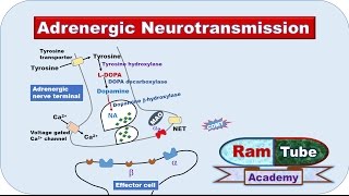 Adrenergic NA or NE Neurotransmission explained with animation [upl. by Rebmat]