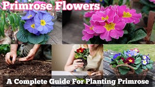 A Complete Guide for Planting Primula Flowers  Primrose Informations [upl. by Neenahs431]