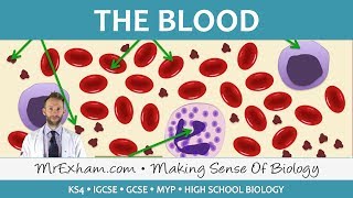 Blood  GCSE Biology 91 [upl. by Einatirb]