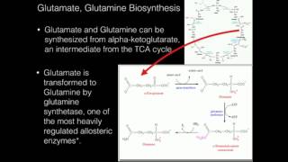 Glutamate Glutamine Biosynthesis [upl. by Gabbie]