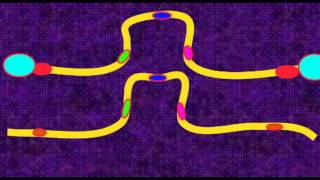 GENETICS 3 CHROMOSOMES PERICENTRIC PARACENTRIC INVERSIONS [upl. by Mohandis353]