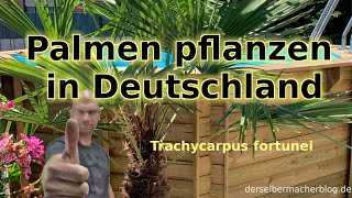 Palmen in Deutschland pflanzen Trachycarpus furtunei chinesische Hanfpalme Anleitung winterhart [upl. by Justinn]