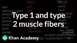 Type 1 and type 2 muscle fibers  Muscularskeletal system physiology  NCLEXRN  Khan Academy [upl. by Yerot723]