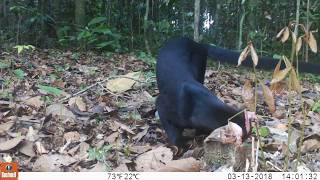 Los fascinantes animales de la reserva Cuyabeno en Ecuador Yaguarundí [upl. by Buchbinder]