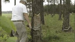 Turpentine Videos Chipping and Pulling [upl. by Laurita634]