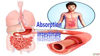 Labsorption intestinale 3 AC [upl. by Ahsilem671]