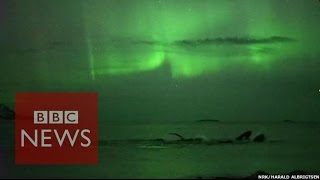 Whales play under the Northern Lights in Norway  BBC News [upl. by Leynad]