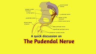 PUDENDAL NERVE ANATOMY AnatomyHub [upl. by Gerhardine]