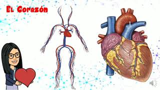 El sistema Circulatorio para niños [upl. by Phina]