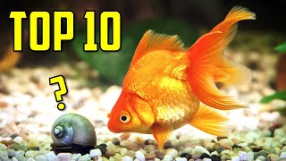 Top 10 Goldfish Tank Mates You Should Try [upl. by Eedyak732]