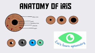 Anatomy of iris [upl. by Rma]