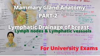 Lymphatic drainage of breast in hindi  Mammary gland lymphatic drainage anatomy in hindi [upl. by Aitel]