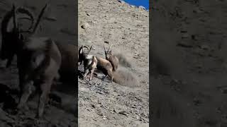 Incredible Ibex Natures Daredevil [upl. by Mcnutt]