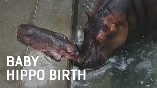 Baby Hippo Birth [upl. by Ida]