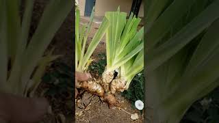 How to Care For Remove and Store Iris Bulbs [upl. by Weikert]