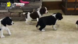 English Springer Spaniel Puppies [upl. by Enasus735]