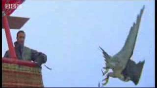 Birds  peregrine falcon dives at 180 mph  Ultimate Killers  BBC wildlife [upl. by Charley174]