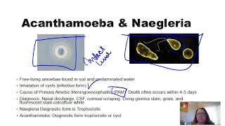 Acanthamoeba and Naegleria [upl. by Sabian]