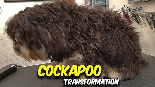 Cockapoo GROOMING Transformation [upl. by Hamal232]