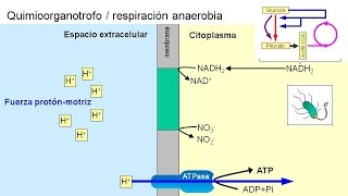 Metabolismo microbiano 04 Quimioorganotrofos anaerobios [upl. by Reube]