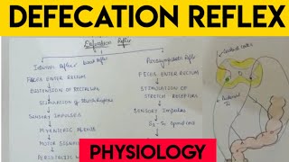 defecation  Defecation reflex  physiology [upl. by Harneen390]