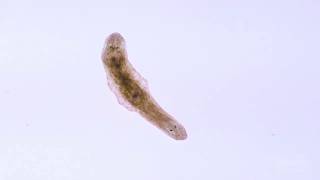 In A Minute Science Planaria [upl. by Laban]