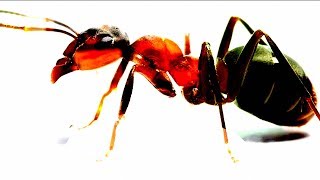 How to remove ants from your Laptop or Macbook [upl. by Ynove]