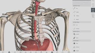 Esophageal Sphincters  Anatomy [upl. by Ecnerat]